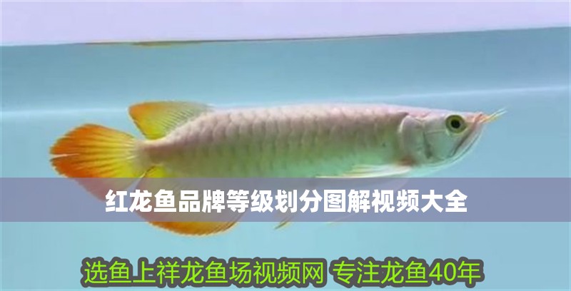 紅龍魚品牌等級劃分圖解視頻大全