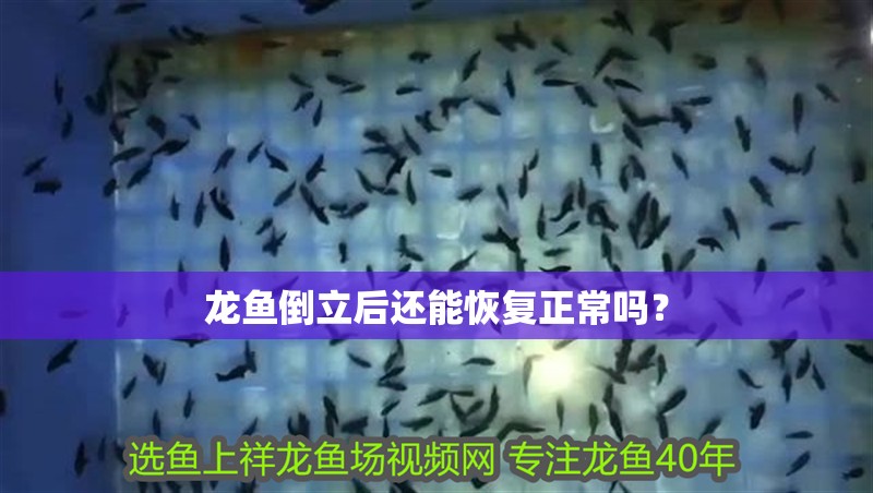 龍魚倒立后還能恢復正常嗎？