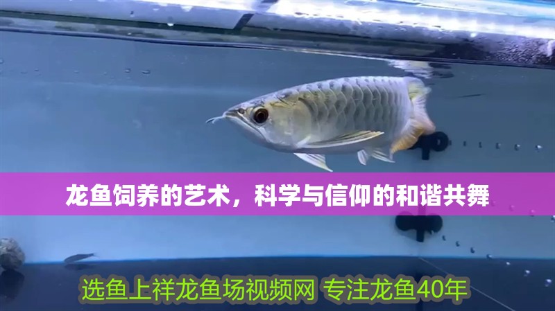 龍魚飼養的藝術，科學與信仰的和諧共舞
