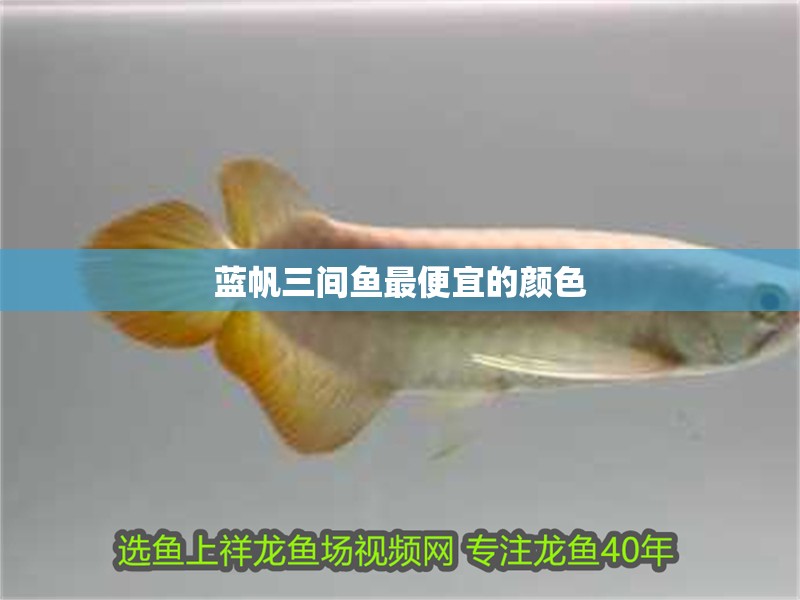 藍帆三間魚最便宜的顏色