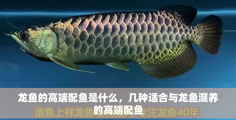 龍魚的高端配魚是什么，幾種適合與龍魚混養的高端配魚