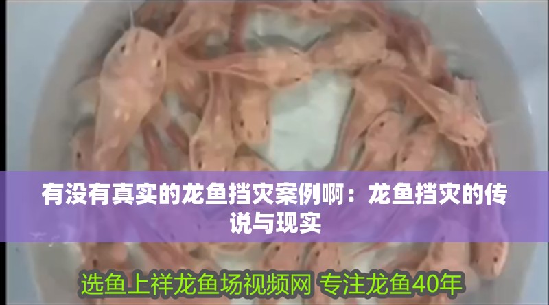 有沒有真實的龍魚擋災(zāi)案例?。糊堲~擋災(zāi)的傳說與現(xiàn)實