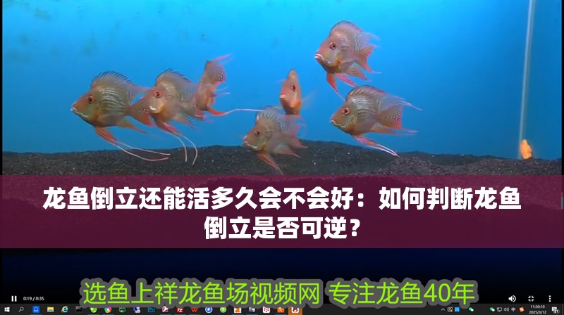 龍魚倒立還能活多久會不會好：如何判斷龍魚倒立是否可逆？