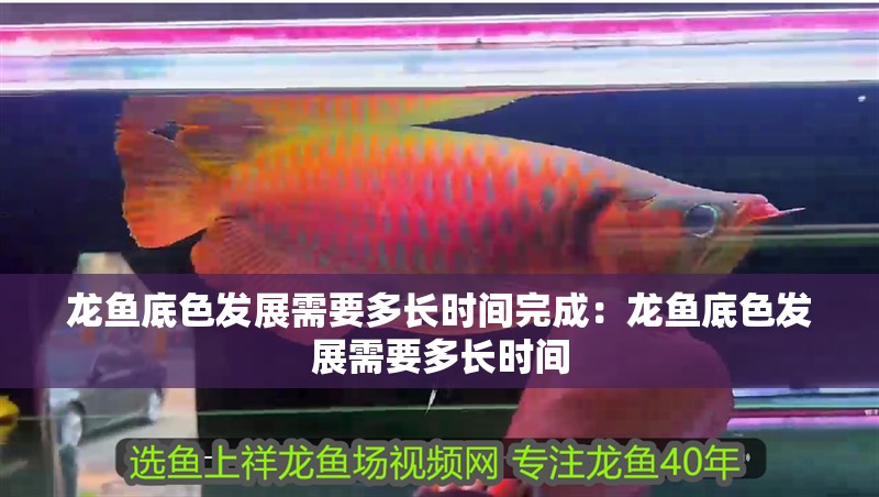 龍魚底色發(fā)展需要多長時間完成：龍魚底色發(fā)展需要多長時間