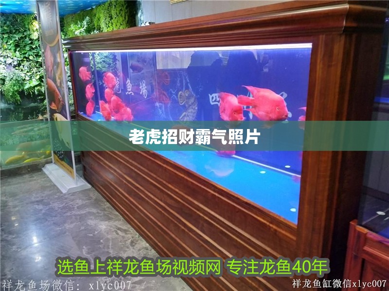 老虎招財霸氣照片