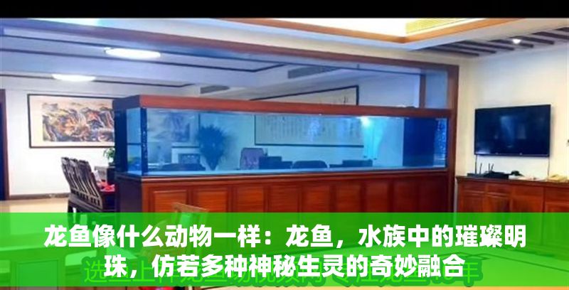 龍魚像什么動物一樣：龍魚，水族中的璀璨明珠，仿若多種神秘生靈的奇妙融合