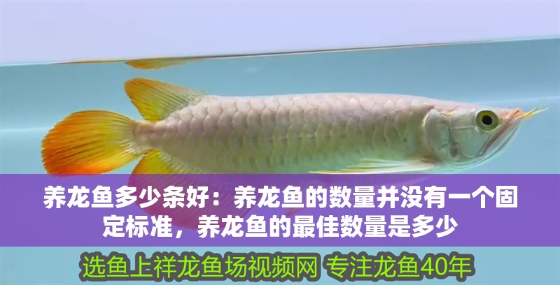 養龍魚多少條好：養龍魚的數量并沒有一個固定標準，養龍魚的最佳數量是多少