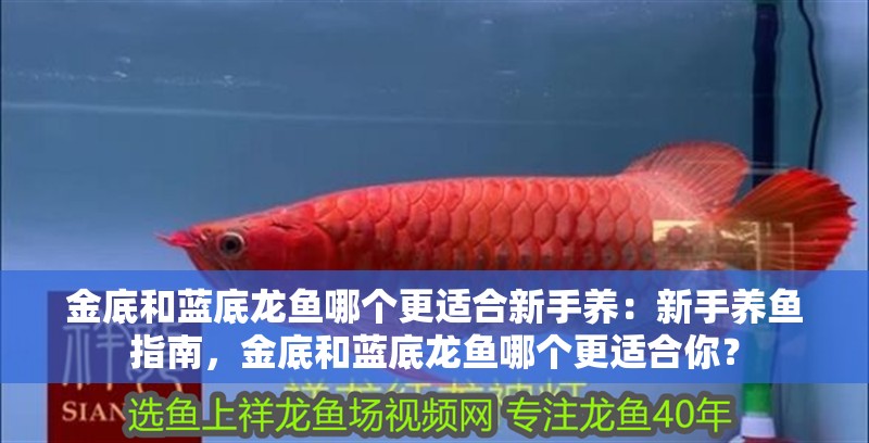 金底和藍底龍魚哪個更適合新手養：新手養魚指南，金底和藍底龍魚哪個更適合你？