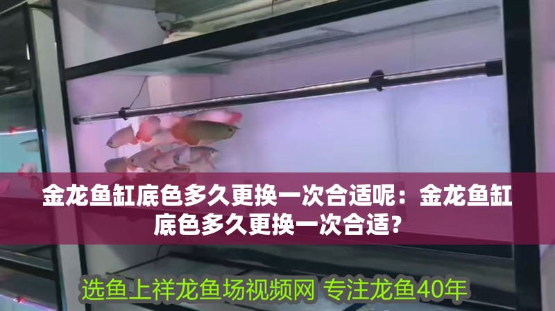 金龍魚缸底色多久更換一次合適呢：金龍魚缸底色多久更換一次合適？