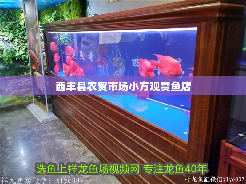 西豐縣農貿市場小方觀賞魚店