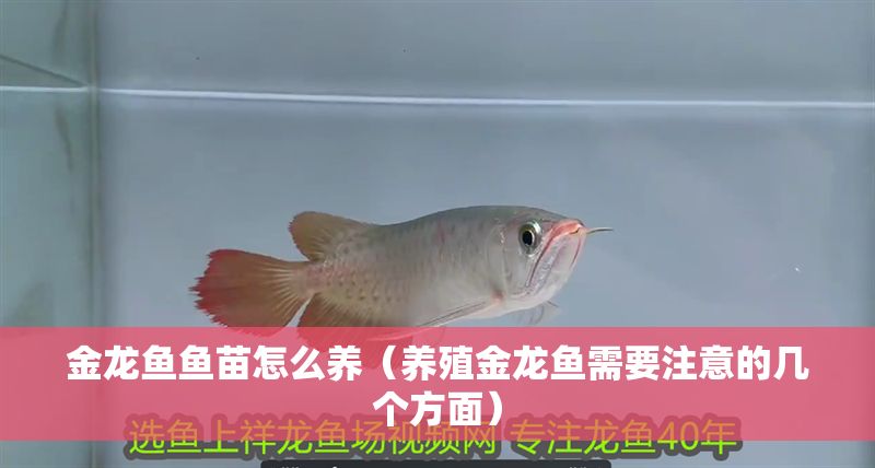 金龍魚魚苗怎么養（養殖金龍魚需要注意的幾個方面）