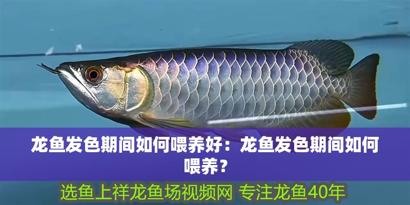 三十公分的金龍魚一天要喂養(yǎng)幾次食物：三十公分大小的金龍魚一天要喂養(yǎng)幾次食物