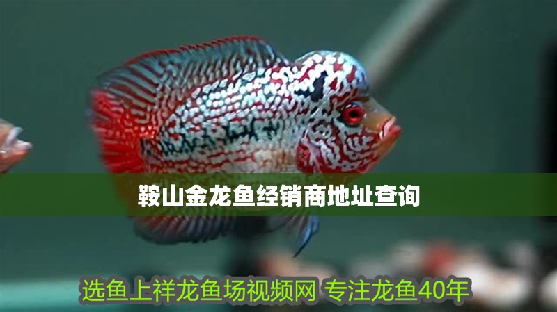 鞍山金龍魚經銷商地址查詢