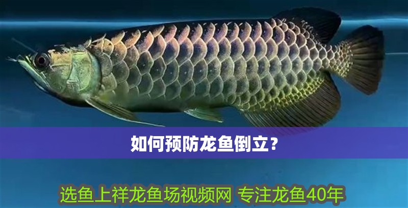 如何預(yù)防龍魚倒立？