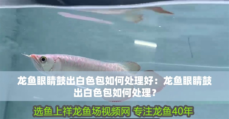 紅龍魚的正確飼養方法圖解大全圖片及價格表（紅龍魚的正確飼養方法圖解大全圖片及價格表）