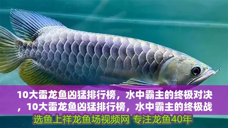 10大雷龍魚兇猛排行榜,水中霸主的終極對決,10大雷龍魚兇猛排行榜,水中霸主的終極戰力對決 龍魚百科 第1張 10大雷龍魚兇猛排行榜,水中霸主的終極對決,10大雷龍魚兇猛排行榜,水中霸主的終極戰力對決 10大雷龍魚兇猛排行榜,水中霸主的終極對決,10大雷龍魚兇猛排行榜,水中霸主的終極戰力對決 龍魚百科 第1張