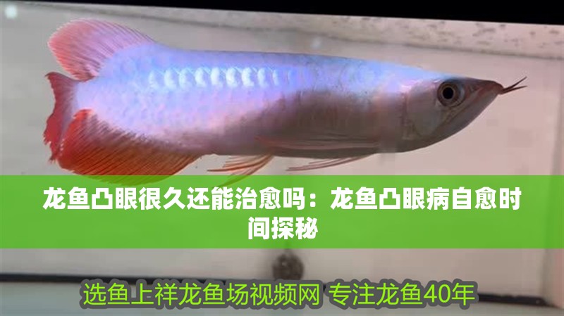 龍魚凸眼很久還能治愈嗎：龍魚凸眼病自愈時間探秘