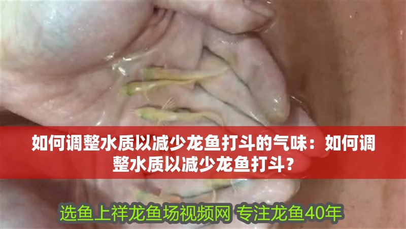 如何調(diào)整水質(zhì)以減少龍魚打斗的氣味：如何調(diào)整水質(zhì)以減少龍魚打斗？