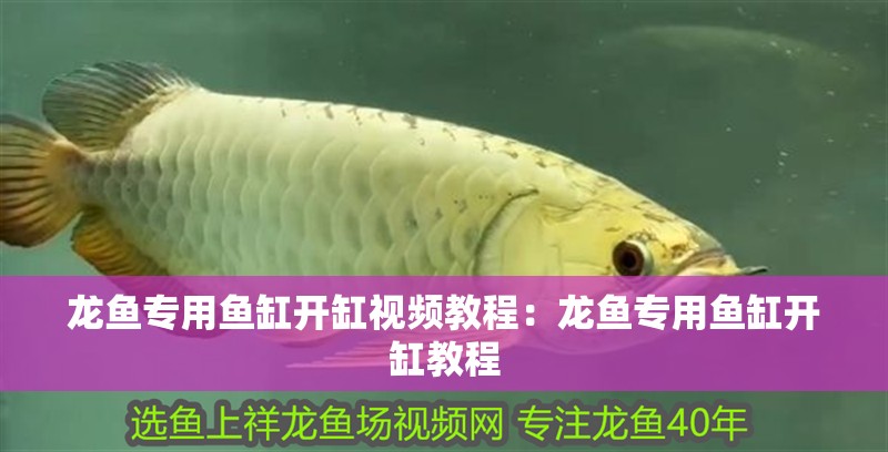 紅龍魚用黃燈烤有用嗎 龍魚專用魚缸開缸視頻教程:龍魚專用魚缸開缸教程 魚缸百科 龍魚專用魚缸開缸視頻教程:龍魚專用魚缸開缸教程 龍魚專用魚缸開缸視頻教程:龍魚專用魚缸開缸教程 魚缸百科