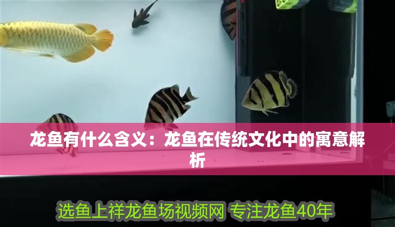 龍魚有什么含義：龍魚在傳統(tǒng)文化中的寓意解析