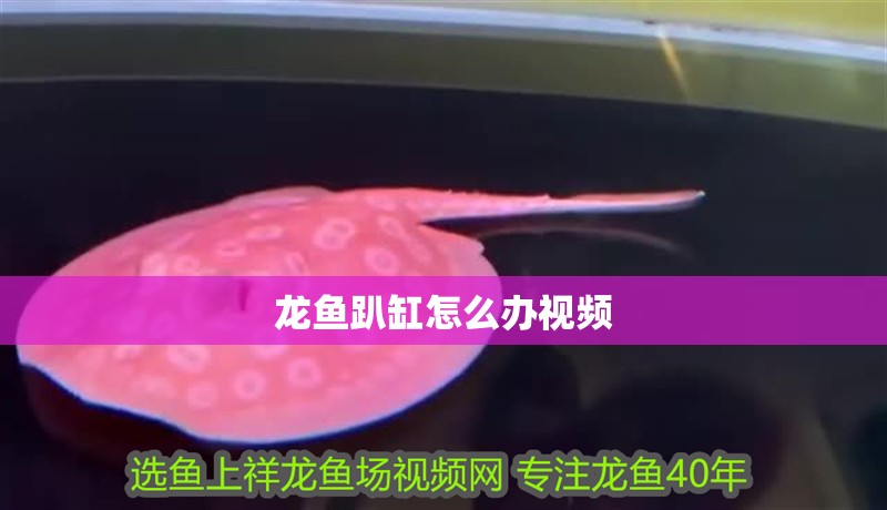 龍魚趴缸怎么辦視頻