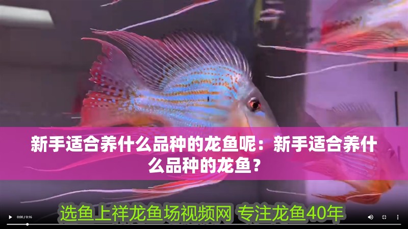 新手適合養什么品種的龍魚呢：新手適合養什么品種的龍魚？