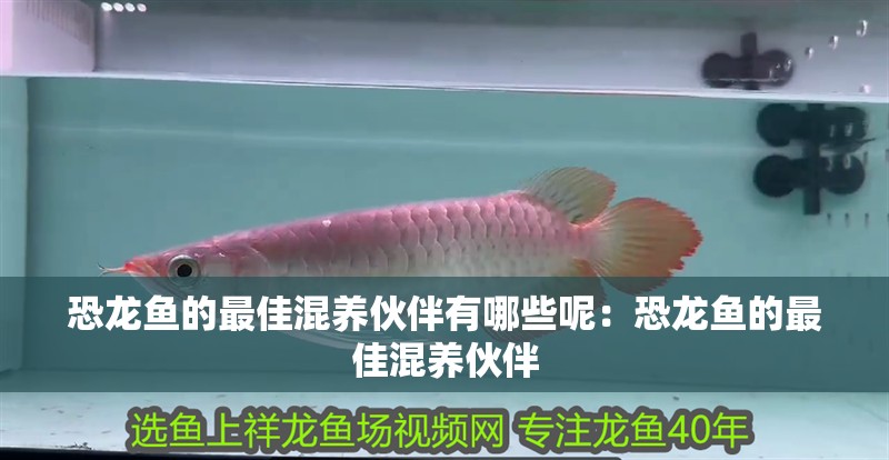 恐龍魚的最佳混養伙伴有哪些呢：恐龍魚的最佳混養伙伴