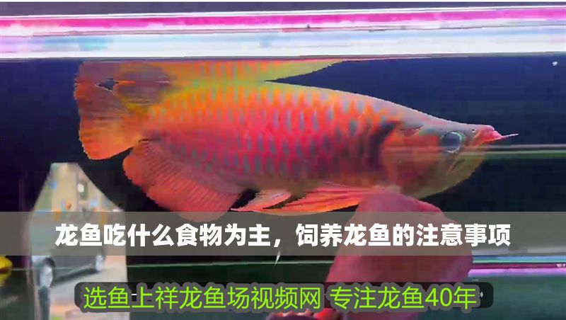 龍魚吃什么食物為主，飼養(yǎng)龍魚的注意事項