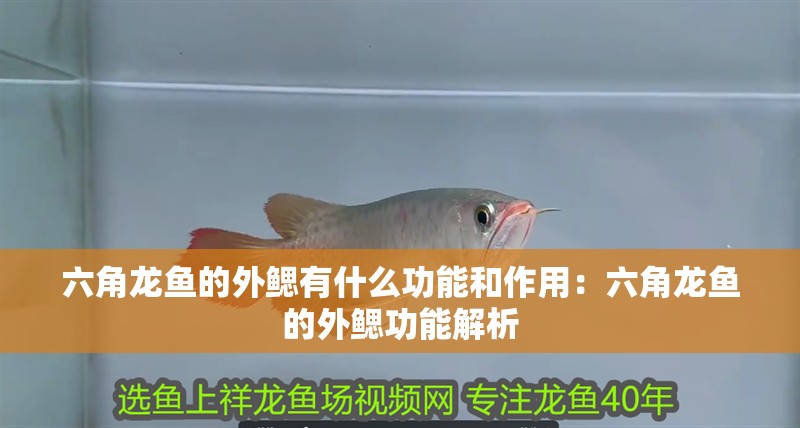 六角龍魚的外鰓有什么功能和作用：六角龍魚的外鰓功能解析