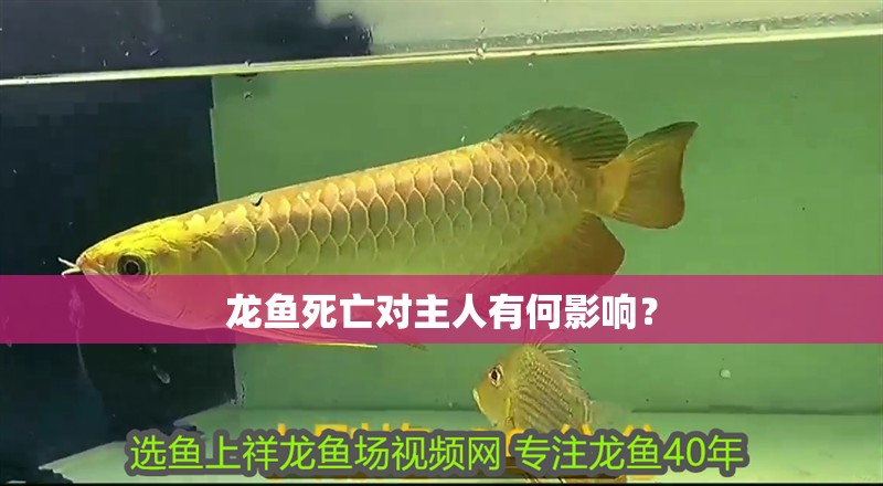 龍魚死亡對主人有何影響？