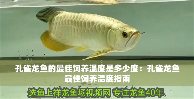 孔雀龍魚的最佳飼養溫度是多少度：孔雀龍魚最佳飼養溫度指南