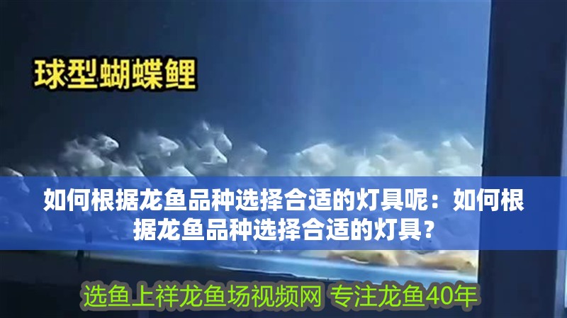 如何根據龍魚品種選擇合適的燈具呢：如何根據龍魚品種選擇合適的燈具？