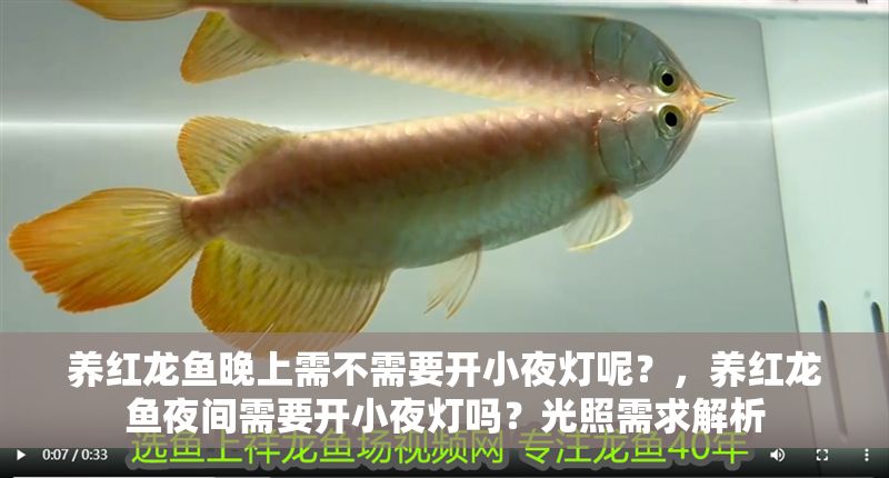 養紅龍魚晚上需不需要開小夜燈呢？，養紅龍魚夜間需要開小夜燈嗎？光照需求解析