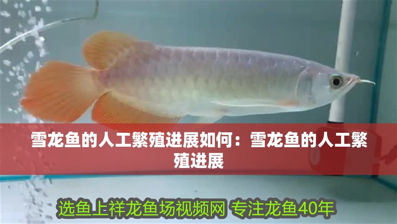 雪龍魚的人工繁殖進(jìn)展如何：雪龍魚的人工繁殖進(jìn)展