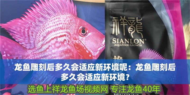 龍魚雕刻后多久會適應新環境呢：龍魚雕刻后多久會適應新環境？