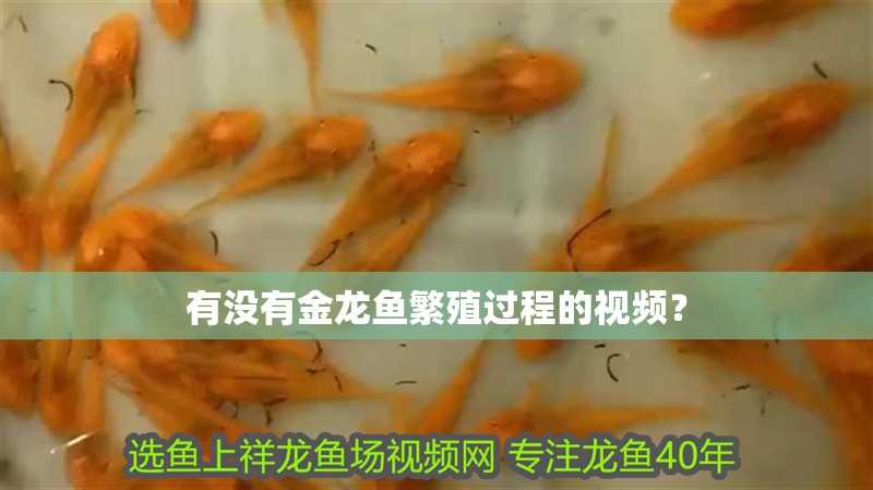 有沒有金龍魚繁殖過程的視頻？