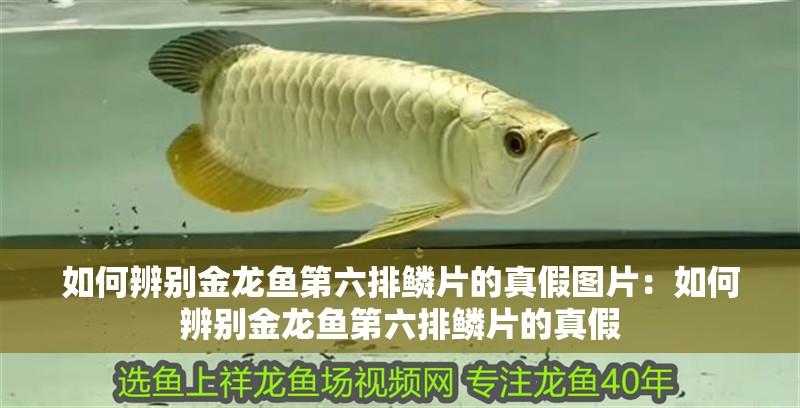 如何辨別金龍魚第六排鱗片的真假圖片：如何辨別金龍魚第六排鱗片的真假