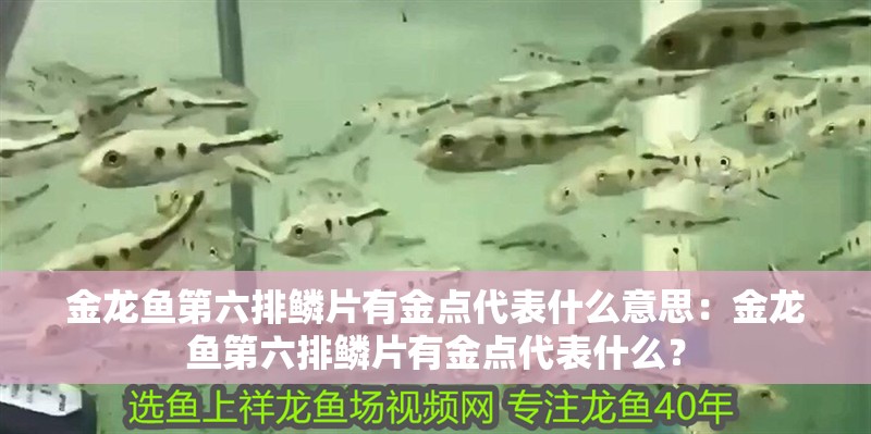 金龍魚第六排鱗片有金點代表什么意思：金龍魚第六排鱗片有金點代表什么？ 金龍魚第六排鱗片有金點代表什么意思：金龍魚第六排鱗片有金點代表什么？ 水族問答