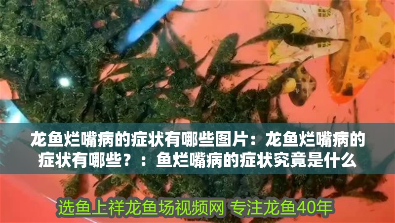 龍魚爛嘴病的癥狀有哪些圖片：龍魚爛嘴病的癥狀有哪些？：魚爛嘴病的癥狀究竟是什么