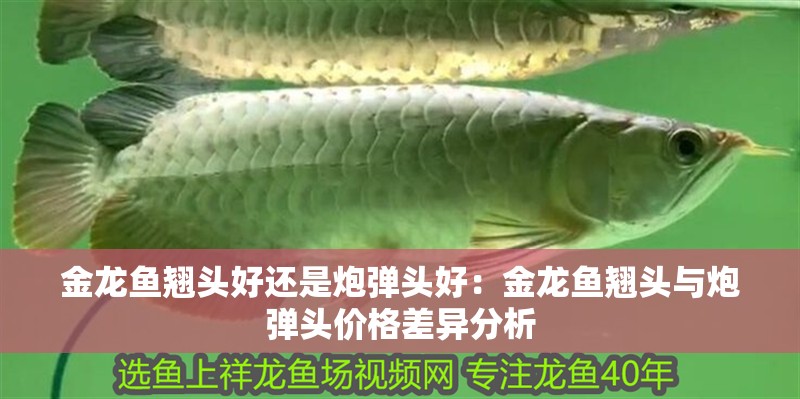 金龍魚翹頭好還是炮彈頭好：金龍魚翹頭與炮彈頭價格差異分析