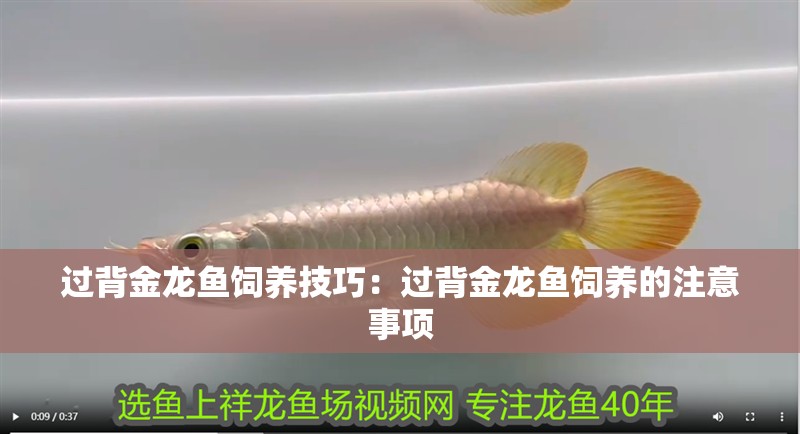 過背金龍魚飼養(yǎng)技巧：過背金龍魚飼養(yǎng)的注意事項