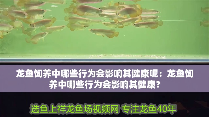 龍魚(yú)飼養(yǎng)中哪些行為會(huì)影響其健康呢：龍魚(yú)飼養(yǎng)中哪些行為會(huì)影響其健康？