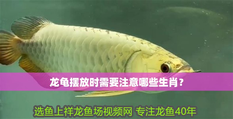 我的虎魚真菌感染了要怎么處理 龍龜擺放時需要注意哪些生肖? 龍魚百科 龍龜擺放時需要注意哪些生肖? 龍龜擺放時需要注意哪些生肖? 龍魚百科