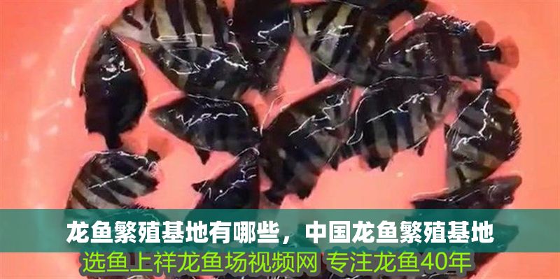 龍魚繁殖基地有哪些，中國龍魚繁殖基地 龍魚繁殖基地有哪些，中國龍魚繁殖基地 龍魚百科 第2張