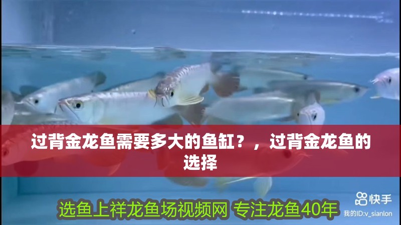 過背金龍魚需要多大的魚缸？，過背金龍魚的選擇
