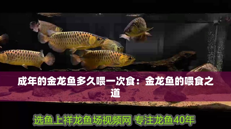 成年的金龍魚多久喂一次食：金龍魚的喂食之道