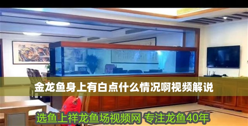 金龍魚身上有白點什么情況啊視頻解說