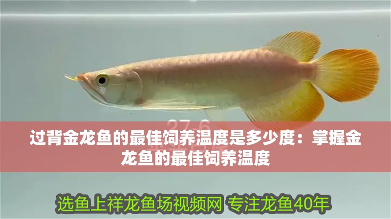 恐龍魚趴水底不動