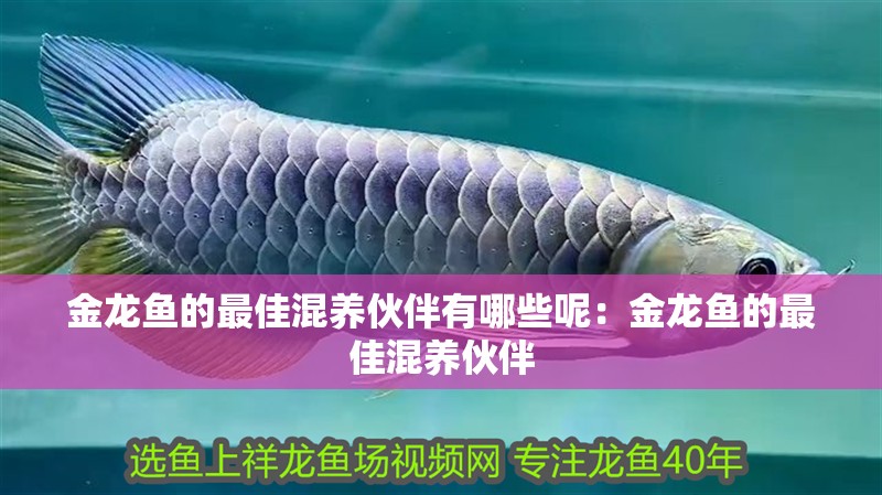 金龍魚的最佳混養伙伴有哪些呢：金龍魚的最佳混養伙伴
