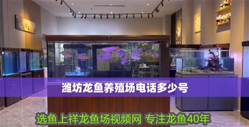 濰坊龍魚養殖場電話多少號 濰坊龍魚養殖場電話多少號 龍魚百科